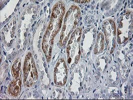 CCM2 / Malcavernin Antibody (clone OTI2E4, Carrier-free)
