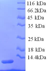 Rat APOC3 / Apolipoprotein C III (Recombinant His)