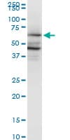 Monoclonal Mouse anti-Human PAIP1 Antibody (clone 2D11, WB)