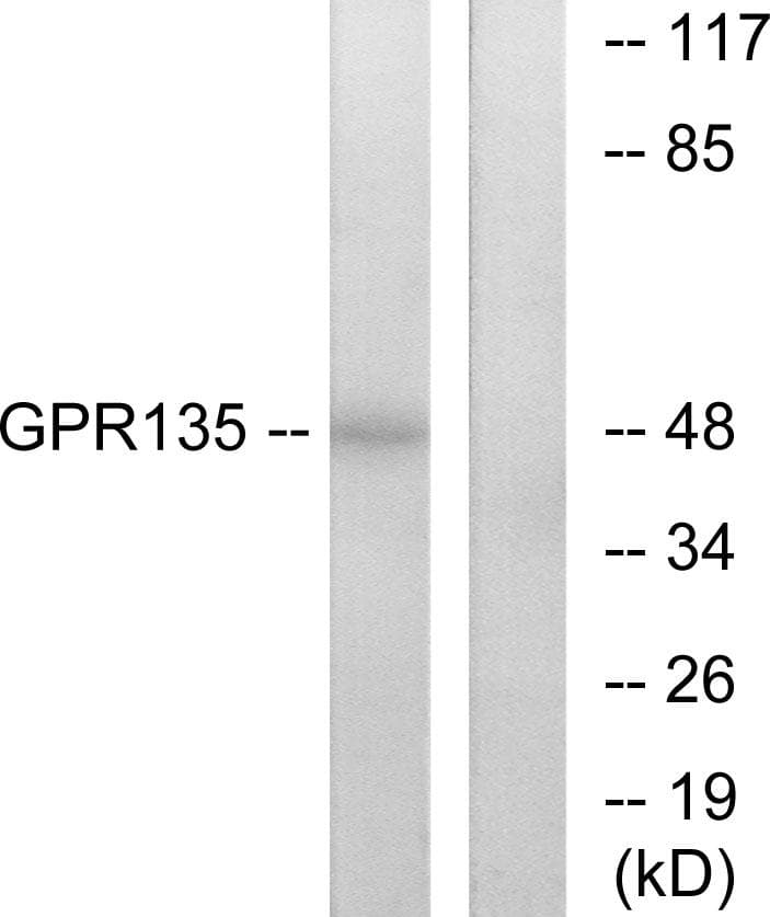 GPR135 Antibody