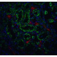Polyclonal Rabbit anti-Mouse DFFB Antibody (IHC, IF, WB)