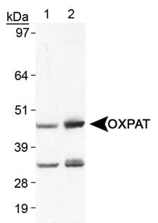 PLIN5 / OXPAT / LSDP5 Antibody (C-Terminus, Biotin)
