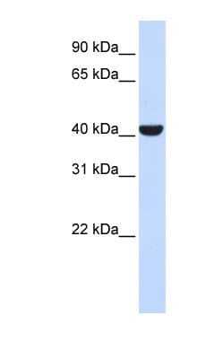SPFH2 / ERLIN2 Antibody (C-Terminus)