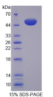 Rat MTIF2 Protein (Recombinant)