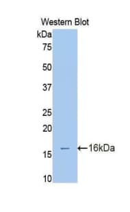 MUC5AC Antibody (aa2662-2755)