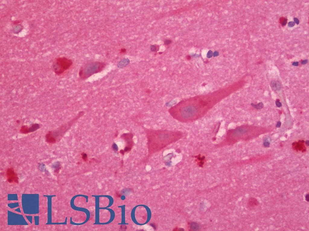 IHC-plus™ COG4 Antibody (aa686-786)