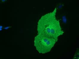 SH3GL1 / EEN Antibody (clone OTI2F5)