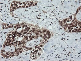 LMO2 Antibody (clone OTI1G10)