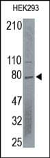 EGFR Antibody
