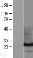 HDGFRP3 Protein (Over-Expression Lysate Myc-DDK (Flag))