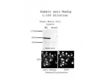 Polyclonal Rabbit anti-Yeast Yeast Mad1p Antibody (IF, WB)