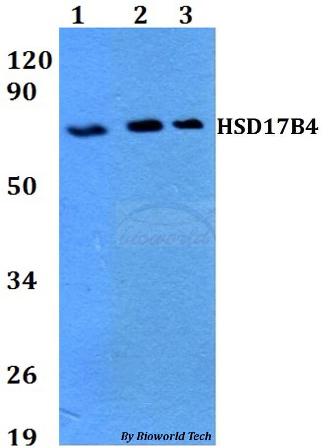 HSD17B4 Antibody