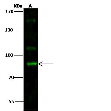 Polyclonal Rabbit anti-Human STAT5A Antibody (Preservative Free, IHC, IF, WB)