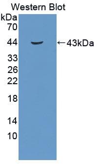 IGF1 Antibody (FITC)