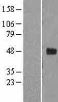 FBXW2 Protein (Over-Expression Lysate Myc-DDK (Flag))