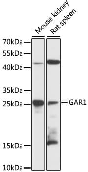 GAR1 / NOLA1 Antibody