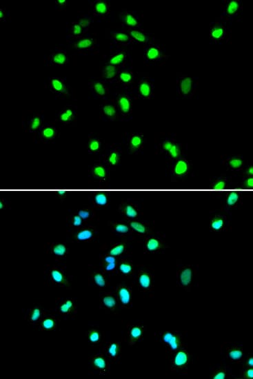 JUN / c-Jun Antibody