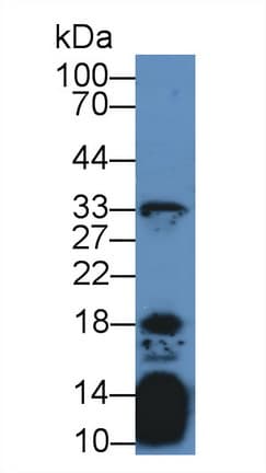 IL21 Antibody (aa23-155, APC)