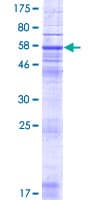 Human RNF175 Protein (Recombinant GST)