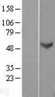 TERF2IP / RAP1 Protein (Over-Expression Lysate Myc-DDK (Flag))