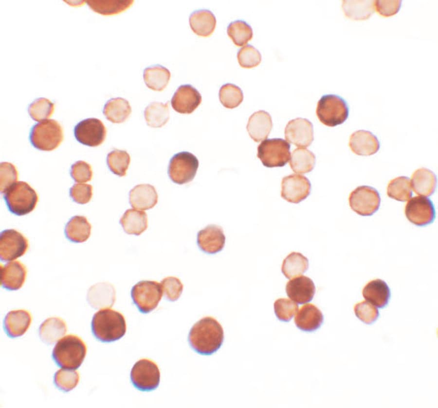 IHC-plus™ C1orf64 Antibody