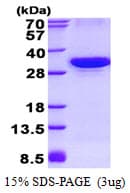 Human ATG10 Protein (Recombinant His)