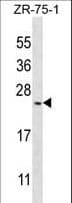 BARX1 Antibody (aa119-148)