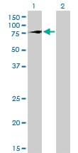 TBX2 Antibody (clone 7G5)