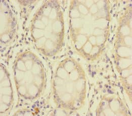 SLC39A7 / ZIP7 Antibody