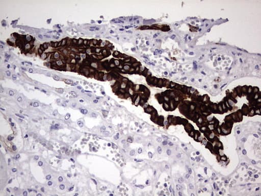 Monoclonal Mouse anti-Human KRT19 / CK19 / Cytokeratin 19 Antibody (clone OTI1F5, aa240-390, IHC, WB)
