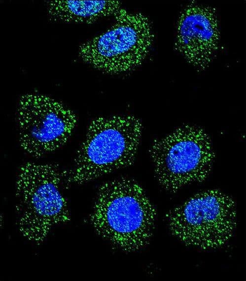 ID / ID1 Antibody (aa66-93)