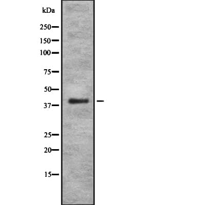 PSMA7 Antibody