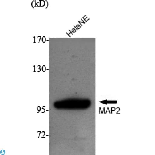 MAP2 Antibody