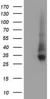 NPTN / SDR1 Antibody (clone OTI2F4)