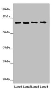 STXBP2 Antibody
