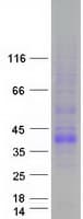 Human TNFSF11 / RANKL / TRANCE Protein (Recombinant Myc-DDK (Flag))