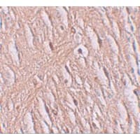 SLC39A9 Antibody