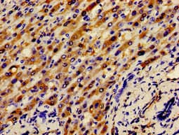 APOH / Apolipoprotein H Antibody
