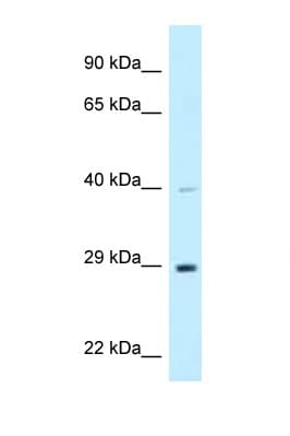 DNAJC9 Antibody (aa182-231)