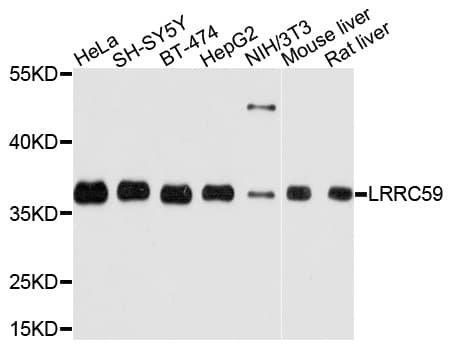 LRRC59 Antibody