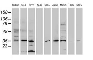 DPPA4 Antibody (aa9-254, clone OTI1C3, Carrier-free)