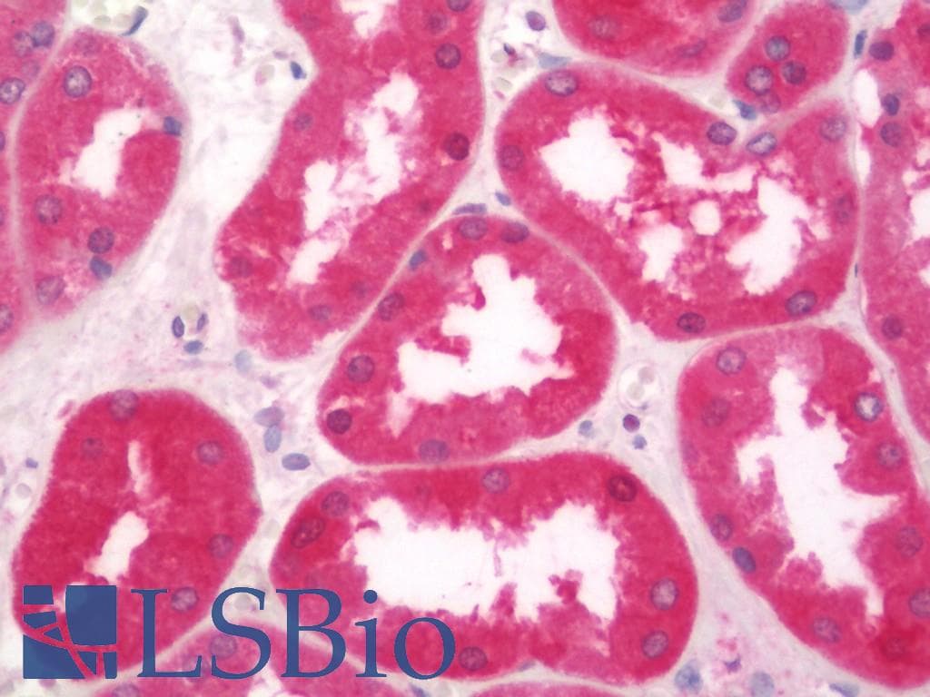IHC-plus™ AOX1 / Aldehyde Oxidase Antibody