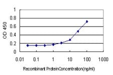 WDR4 Antibody (clone 1F9)