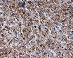 NPR3 Antibody (clone OTI2G2)