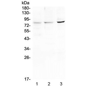HOOK2 Antibody