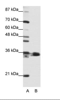 HNRPA1 / HnRNP A1 Antibody (N-Terminus)