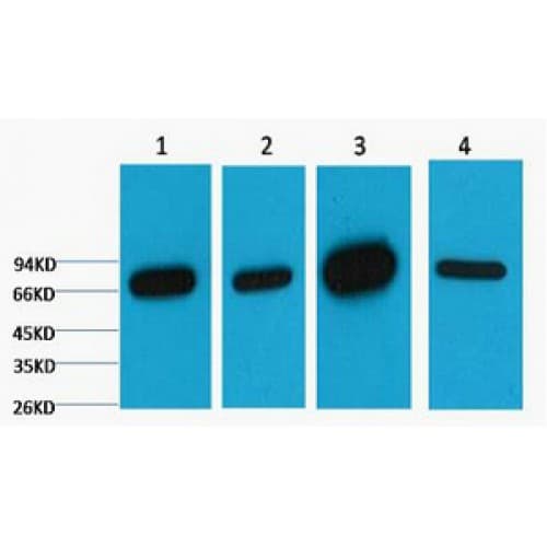 LMNB1 / Lamin B1 Antibody (clone 7C11)