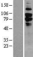 C1qRP / CD93 Protein (Over-Expression Lysate Myc-DDK (Flag))