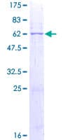 Human PSG2 Protein (Recombinant GST)