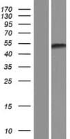 KCTD20 Protein (Over-Expression Lysate Myc-DDK (Flag))